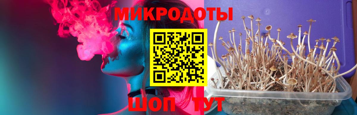 Псилоцибиновые грибы мухоморы  дарнет шоп  Галлюциногенные грибы мухоморы  Северобайкальск  Вход с VPN 